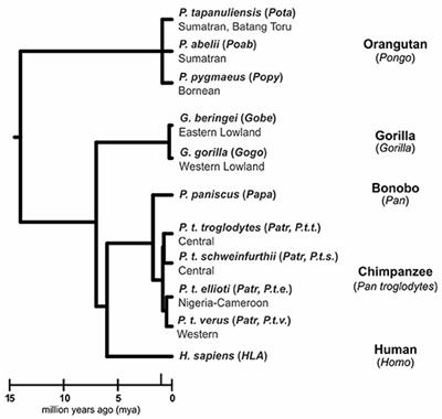 Two to Tango: Co-evolution of Hominid Natural Killer Cell Receptors and MHC